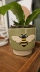 Vaso Cerâmica Cachepot Abelha Honey Bee Artesanato Decorativo Verde 14cm